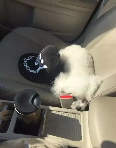 狗狗脚抽筋走路一瘸一拐,狗狗脚抽筋