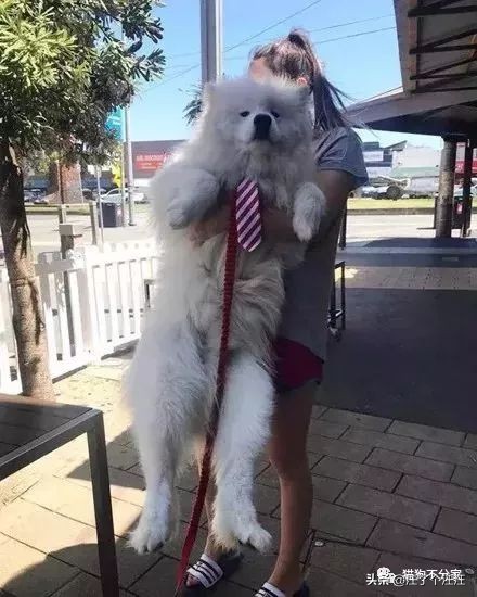 萨摩和金毛打架找主人抱抱,喜欢抱抱的狮子