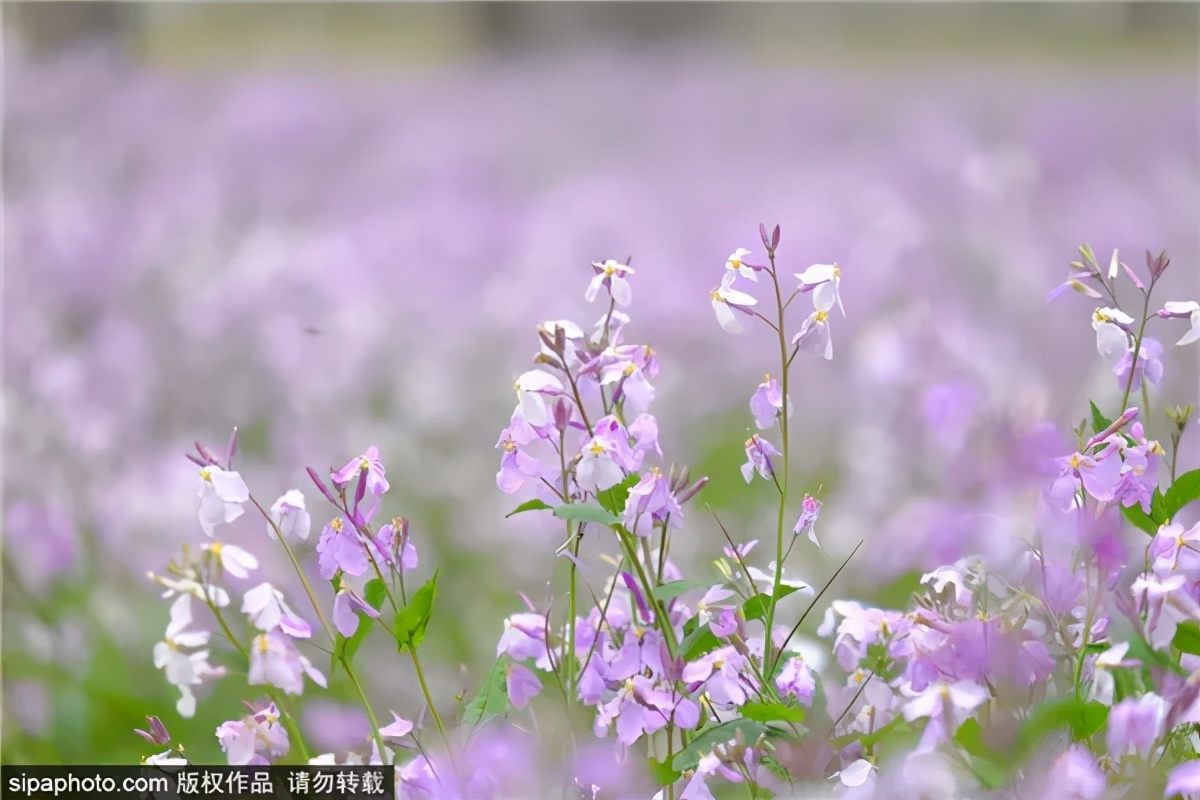紫色花海好看的地方,北京冷门小众公园藏着粉黛花海