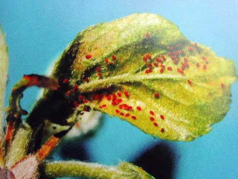 奈李管理完整视频,青奈李种植技术