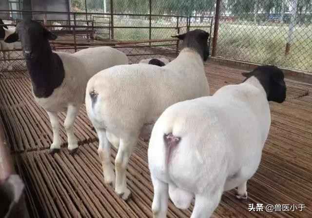 羊白肌病打什么药治疗,小羊白肌病最佳治疗方法