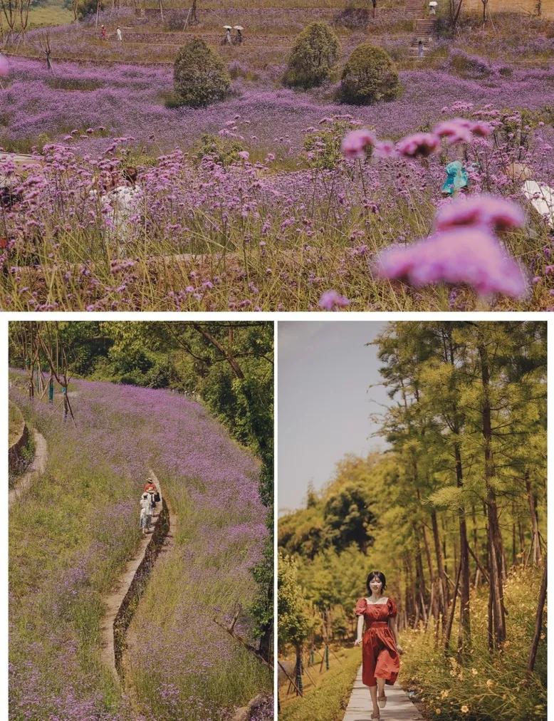 重庆55个景点免费游玩有哪些,重庆五一自驾游1天最佳路线