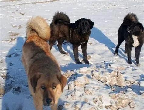 太行犬vs各大猛犬,太行犬vs虎斑犬