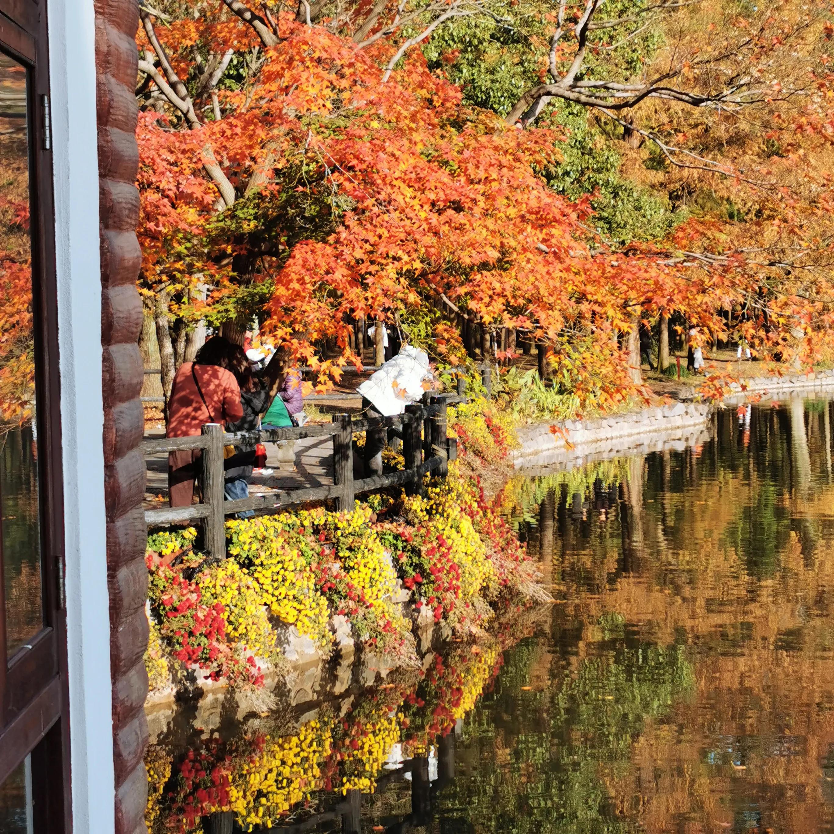 上海共青森林秋景,上海共青森林公园夜景
