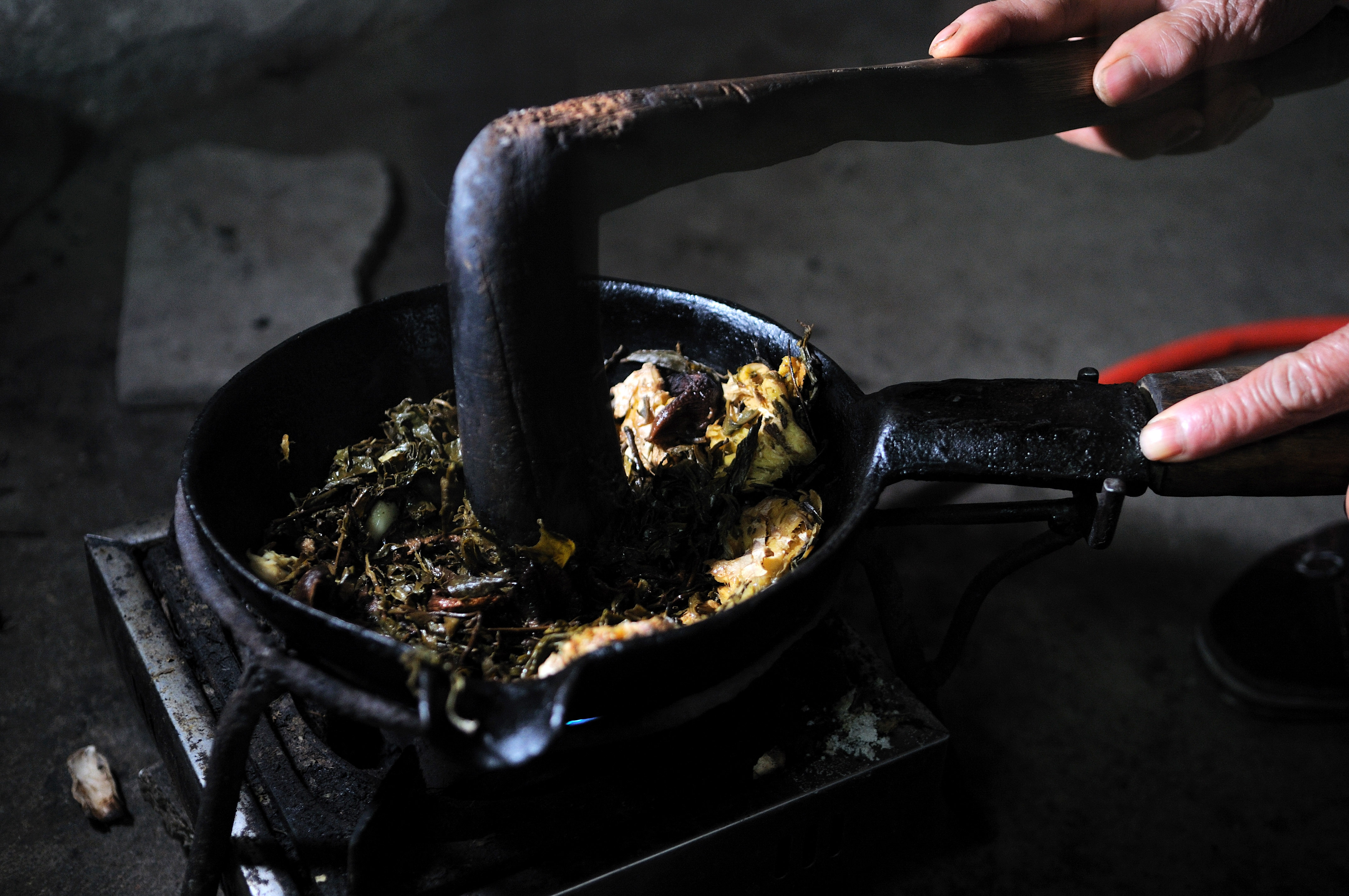 西桂林恭城县只有笔直的山茶树,因为弯曲的树干都被砍掉打油茶了
