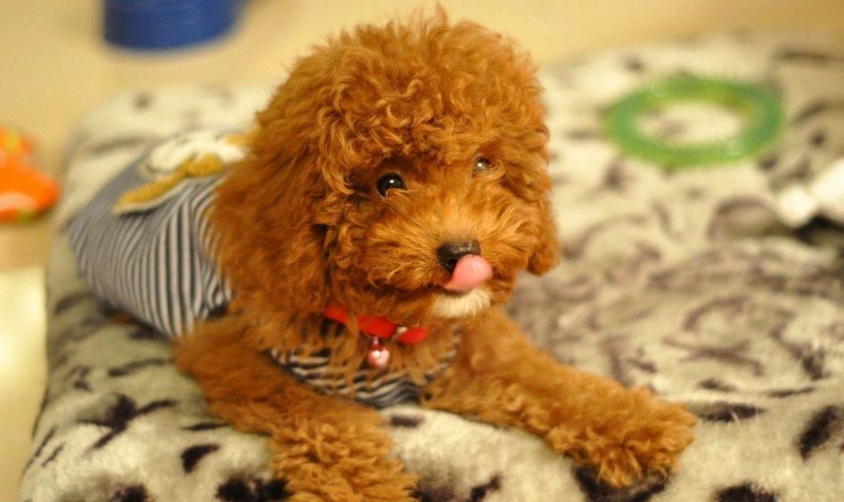 怎么养出健康的泰迪犬幼犬,泰迪小犬怎么养好看又简单