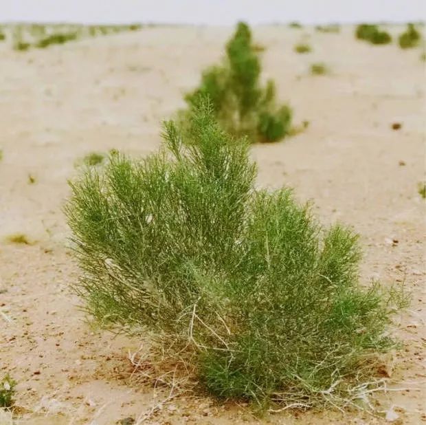 所有太仓人，你的蚂蚁森林里有几颗梭梭树啦？