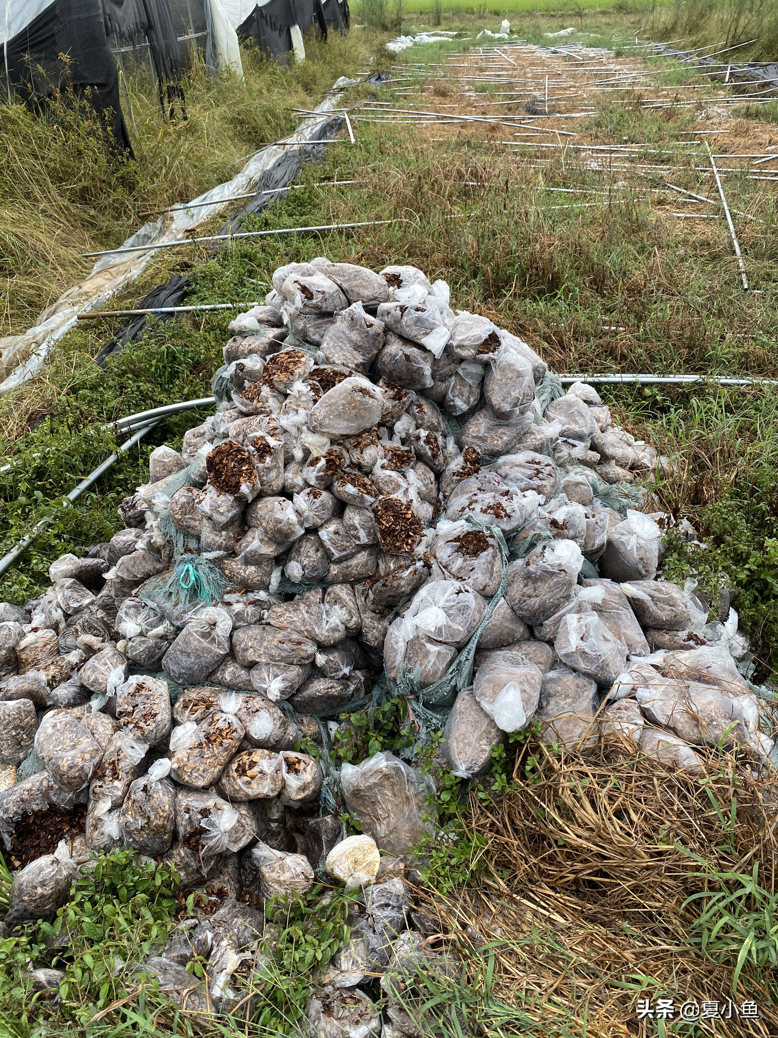 种植羊肚菌亏本的人多吗,羊肚菌种植技术与销路