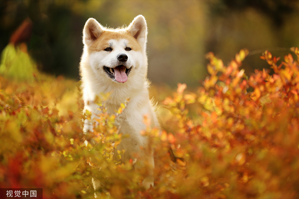 如何防止宠物的隐形杀手,七种预防宠物疾病的小方法