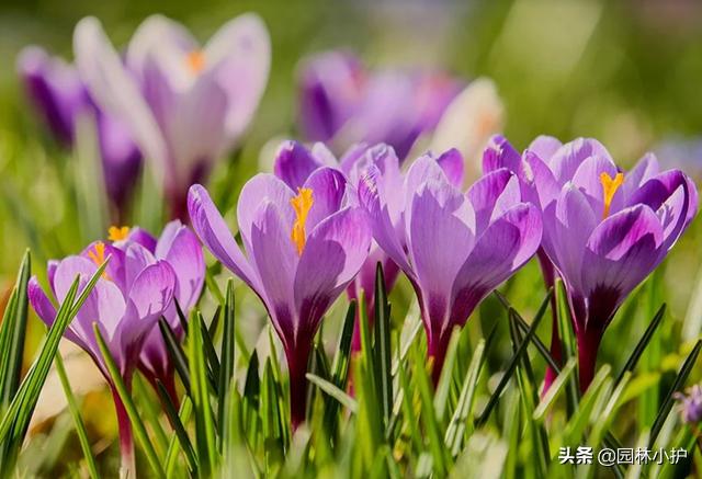 藏红花真的有那么好吗,藏红花揭秘内幕