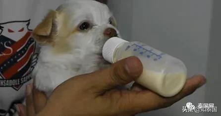 “变性人打狗”泰国热搜?比灾难更可怕的是灾难中现形的人心险恶