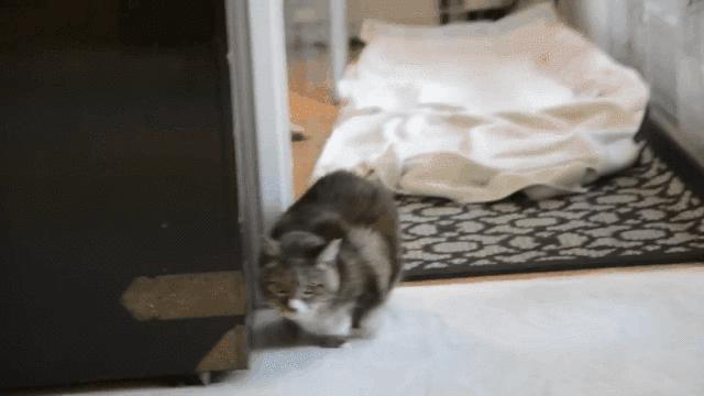 2分钟,夺走小猫咪的命