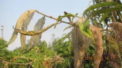 桃树病虫害防治与用药,桃树病虫害防治全年用药