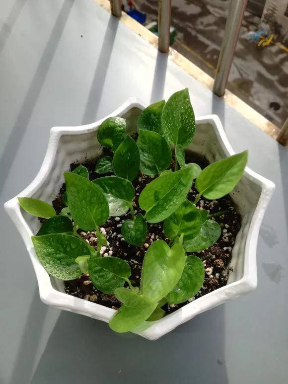 绿萝黄叶的原因及解决方法,绿萝黄叶的原因和解决方法