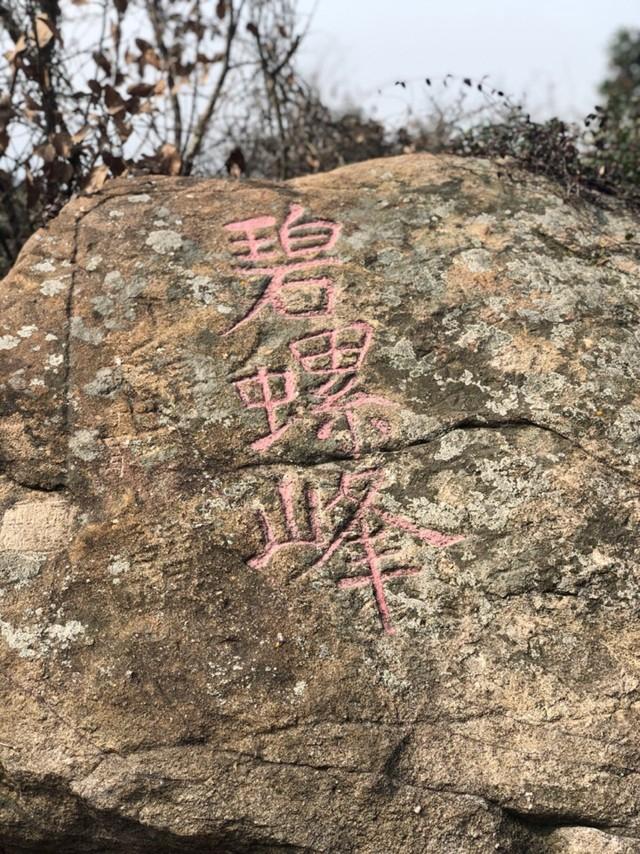 碧螺春茶叶知识,碧螺春茶知识介绍