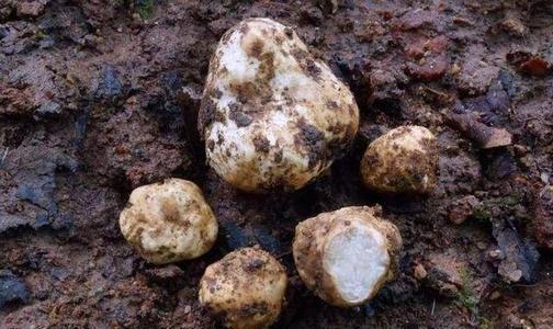 松露很贵,松露到底是为什么贵看完长见识了