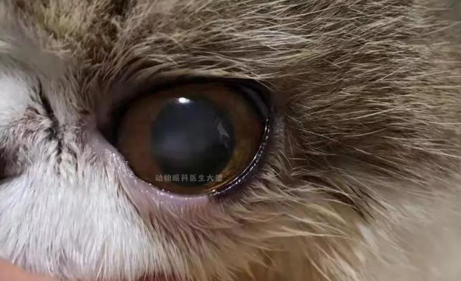 猫眼角膜溃疡怎么治疗,猫眼睛溃疡最佳治疗方法