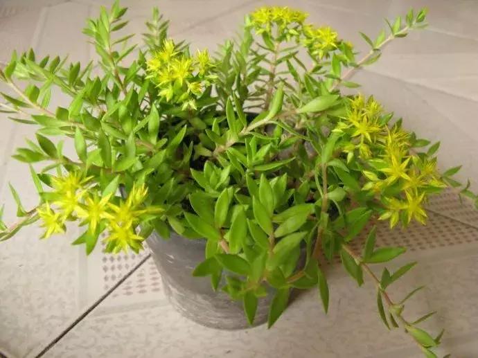 有药用价值的多肉植物图片,多肉植物有什么药用功效吗