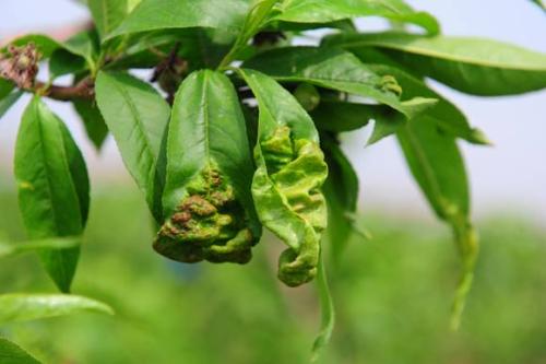 春季防治桃树缩叶病,桃树缩叶病怎么治最好