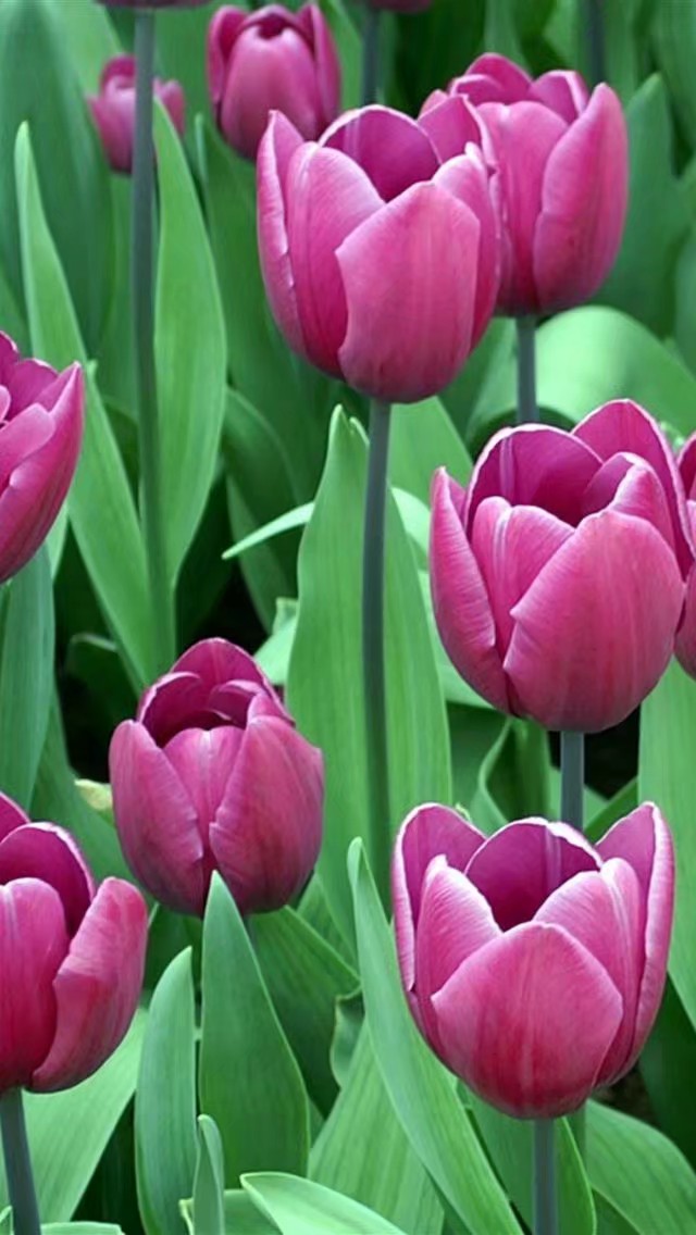 郁金香植物园欣赏,精美郁金香图片欣赏