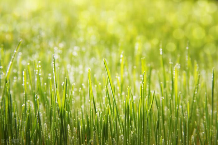 豌豆芽苗菜的科普知识,豌豆芽苗菜的口感营养价值和功效