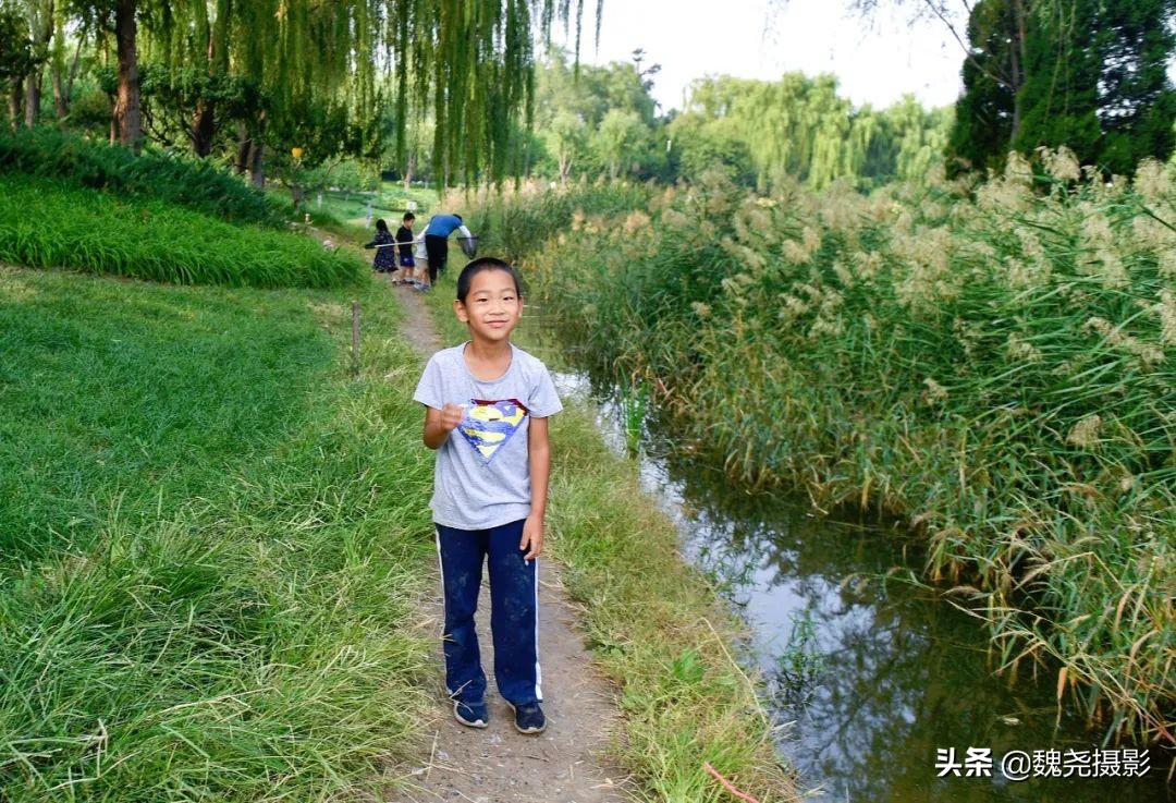 北京北坞公园里的京西稻又熟了，曾经只有皇上才能吃上这儿的大米