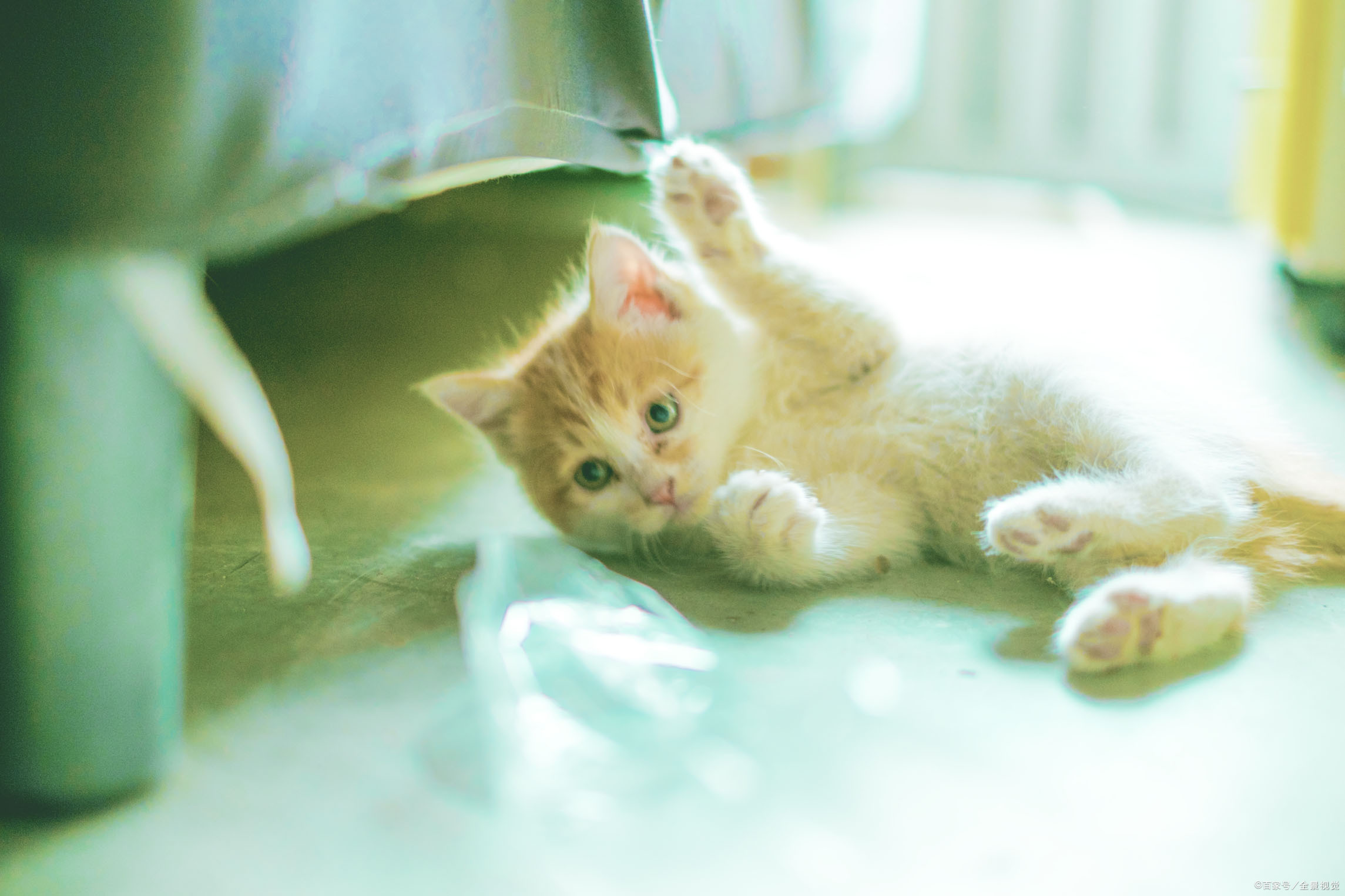 皇家猫粮是国产品牌还是进口,皇家猫粮价格