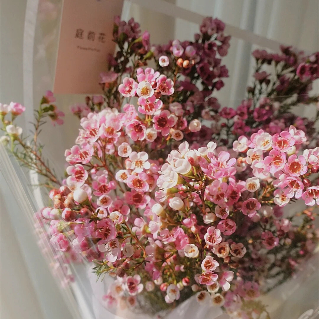 野冬青花材,畅销花卉绿植排行榜前十名