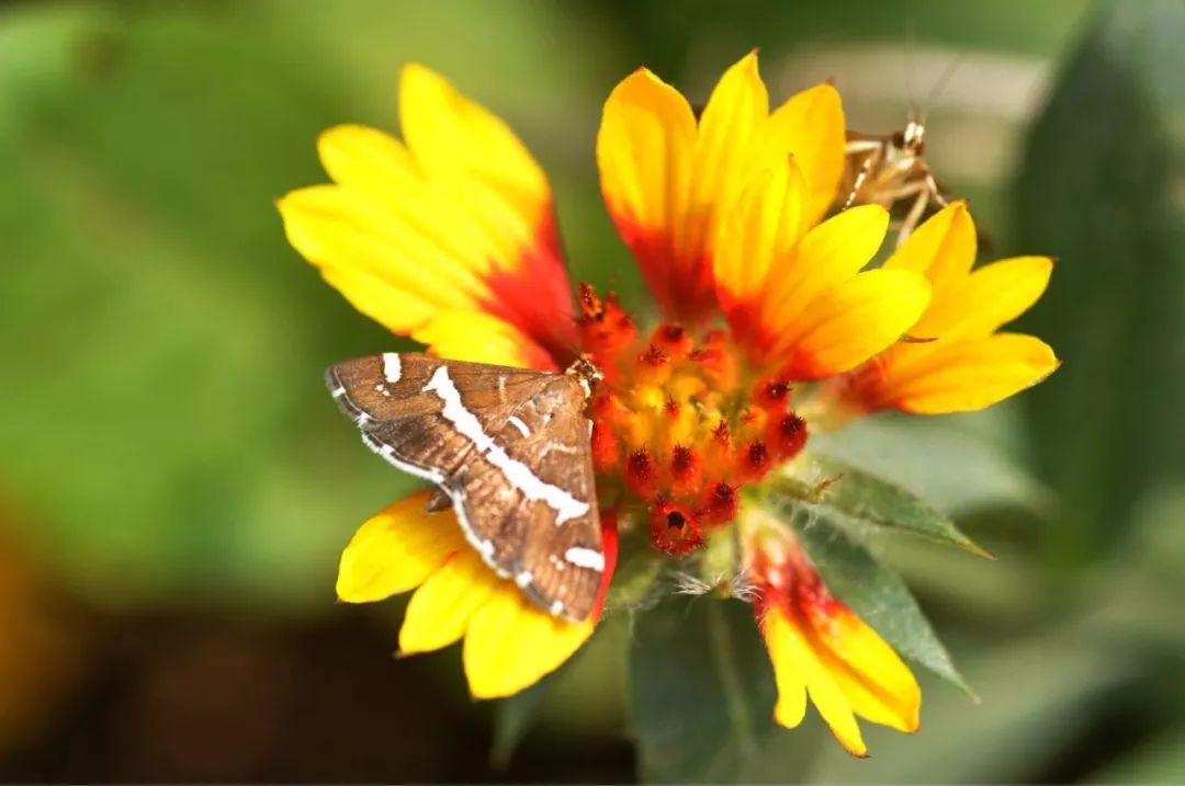 传说中的蛊虫真的有吗,传说中的扑棱蛾子