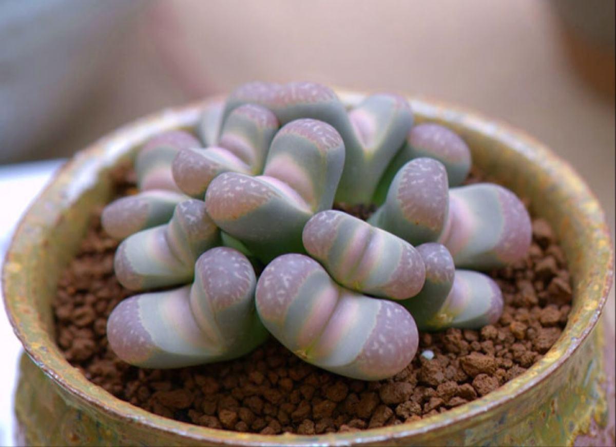 生石花正在蜕皮然后徒长了怎么办,生石花徒长什么时候可以扒开叶子