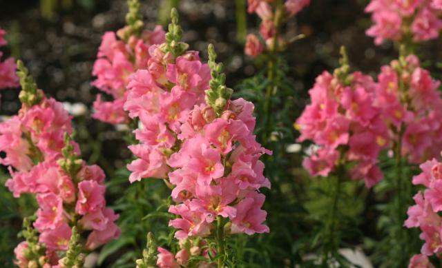 金鱼草的日常养护和注意事项,金鱼草的养殖方法和注意事项图片