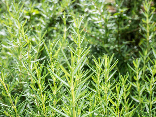 背上长痘痘不痒涂什么药膏,背上的痘痘可以快速消下去的方法