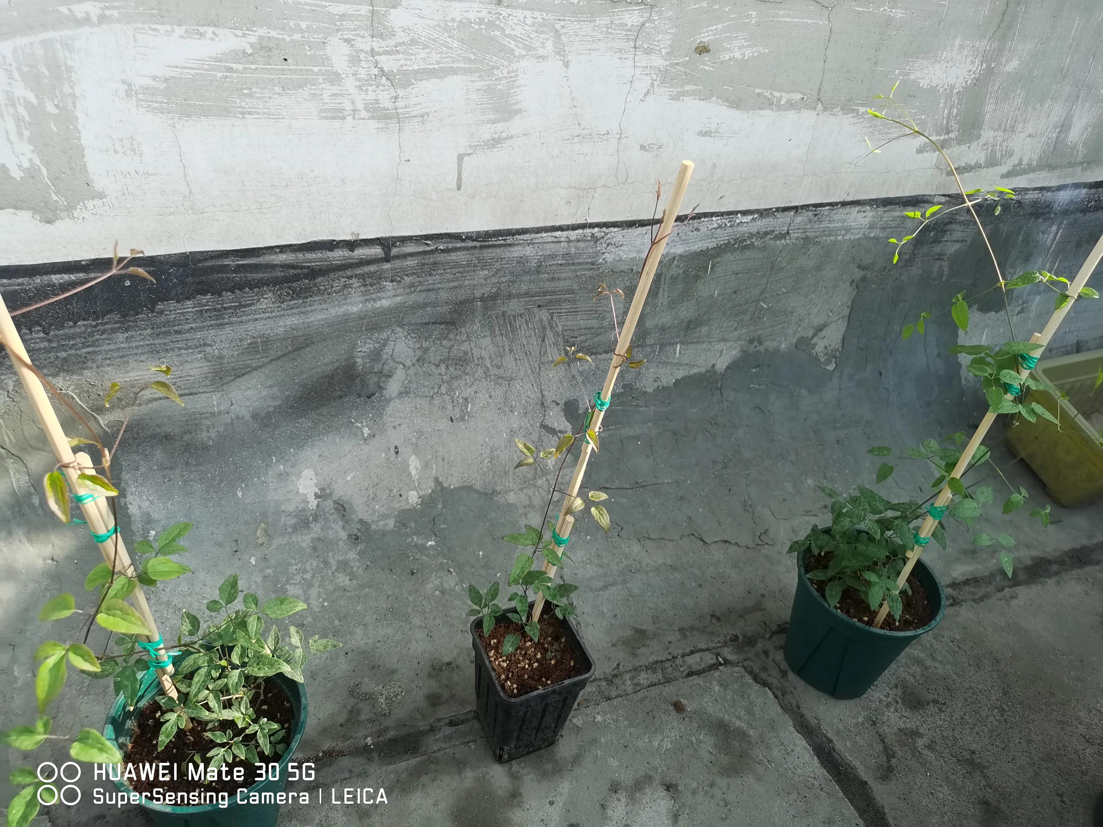 闲鱼买花有骗局吗,闲鱼上卖花好卖吗