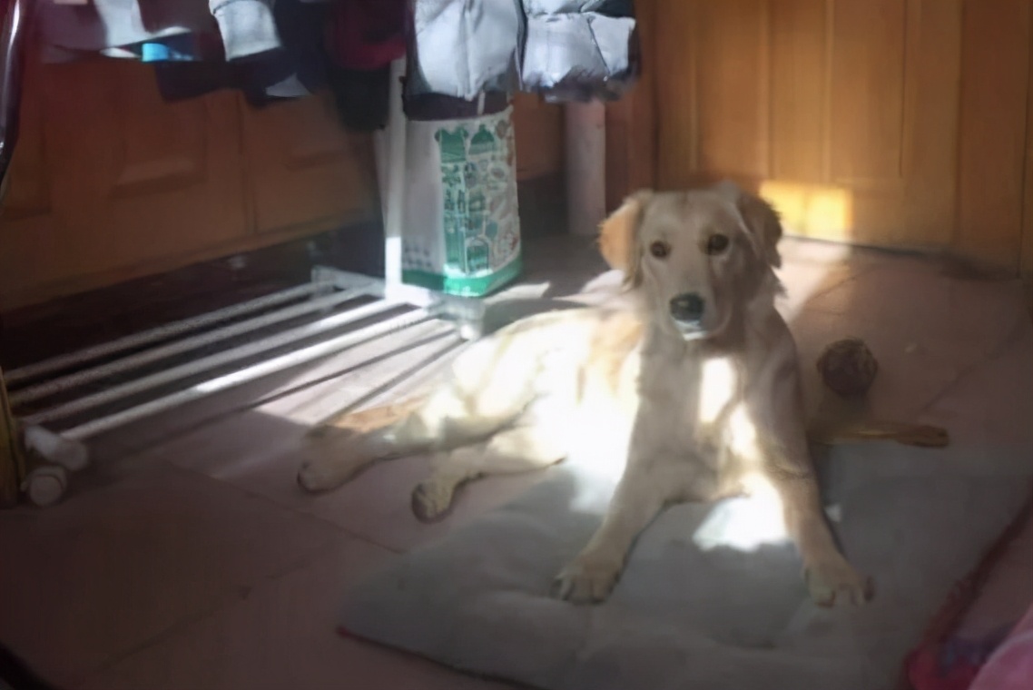 金毛把家淹了后续,金毛被阉