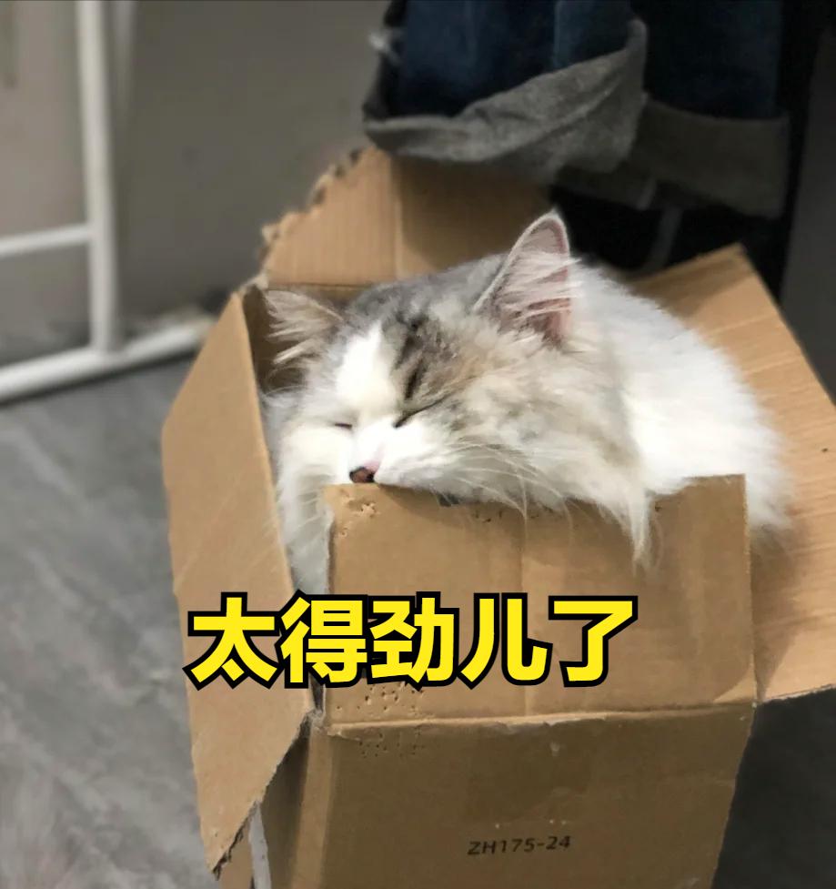 养猫人过年回家应该准备些什么,养猫前需要买些什么