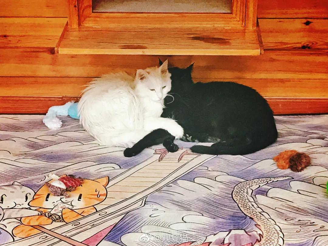 视力不好可以养黑猫吗,眼神不好的千万别养黑猫