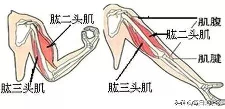 瘦拜拜肉和副乳最快的方法,瘦背和副乳赘肉最有效的方法