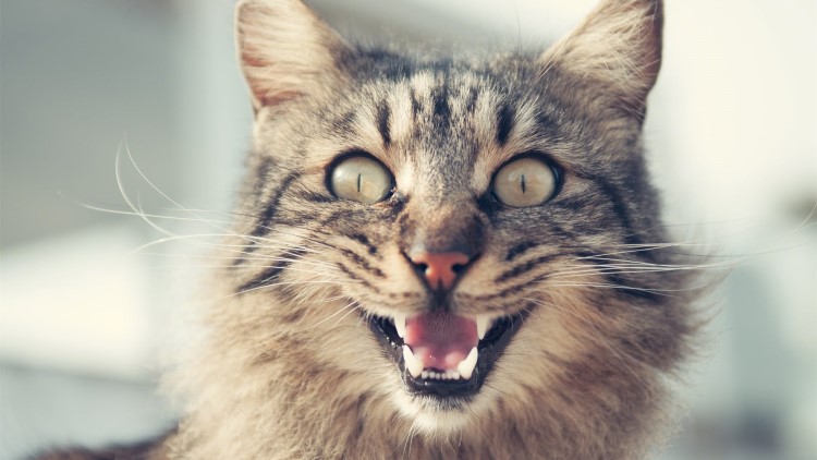 喵星人吃胖了的表现,喵星人怎么吃才会吃得少