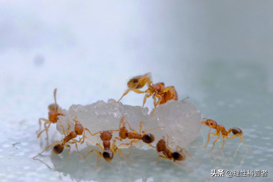动物语言动物间交流,动物语言大全图解
