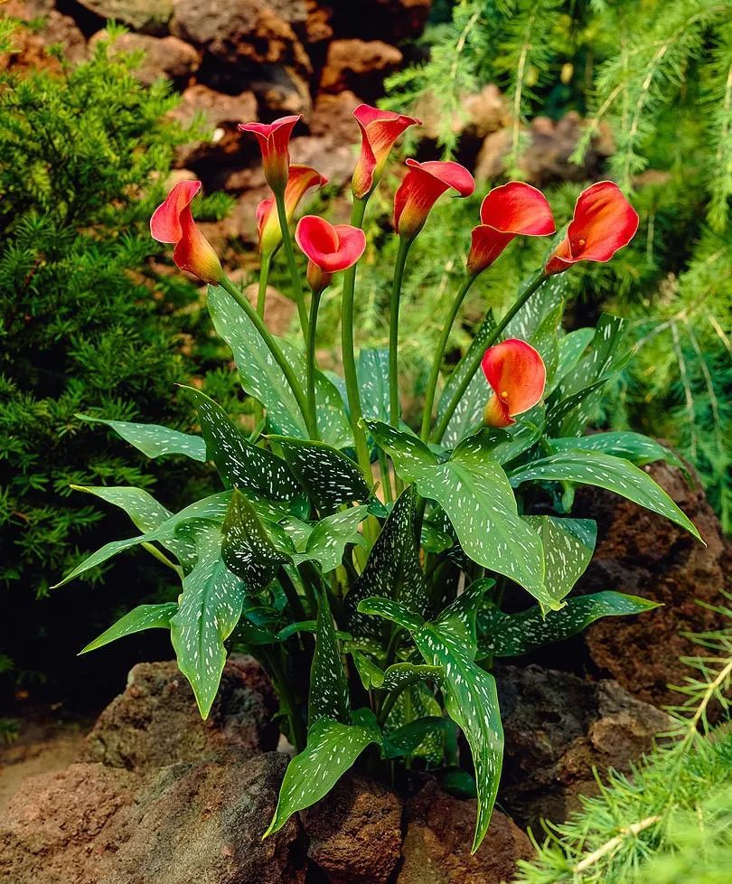 马蹄莲成品花怎么养好看,盆栽马蹄莲怎么养才开花