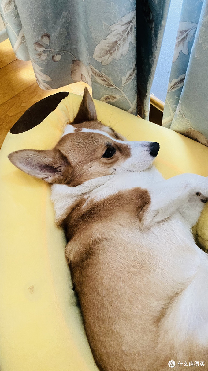 想要养狗养啥狗,想要养狗的句子