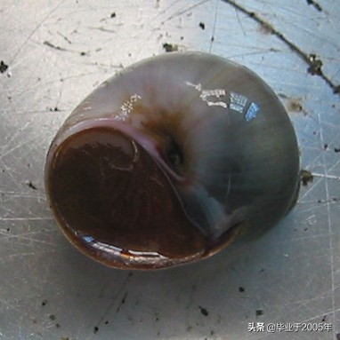 大连鱼市海鲜贝类品种,大连贝类海鲜图片大全