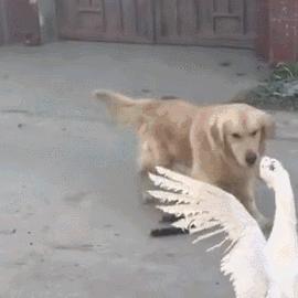 狗子被主人吓尿怎么办,狗子偷吃猪手被发现