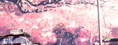 日本的国花是不是樱花,日本的国花是菊花还是樱花