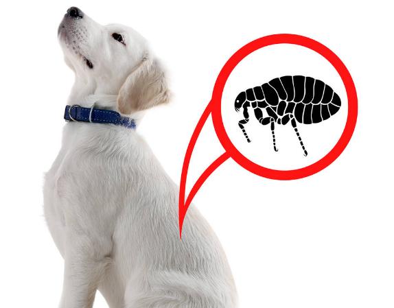 狗狗被跳蚤咬了身上有血痂怎么办,狗狗有跳蚤怎么办