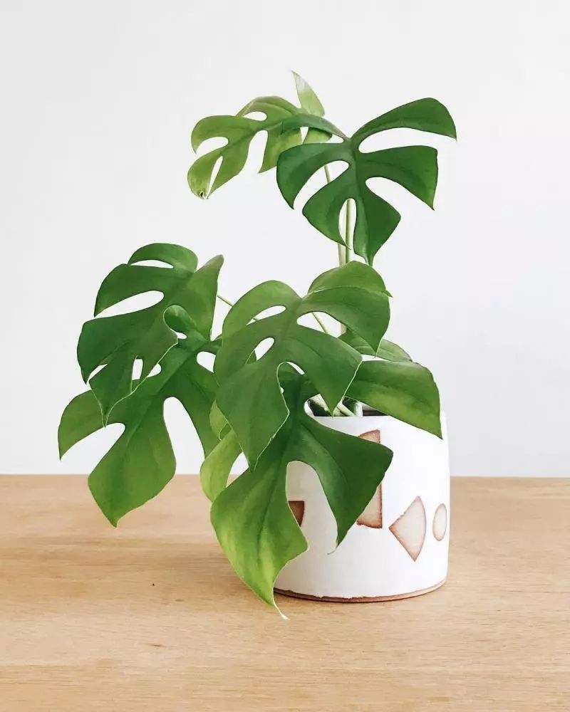 好养又吸收尼古丁的植物,家里有吸烟的千万别养这种植物