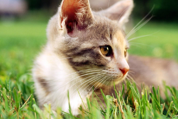 夏天猫咪独自在家如何让猫咪凉快,猫咪夏天热怎么降温科普