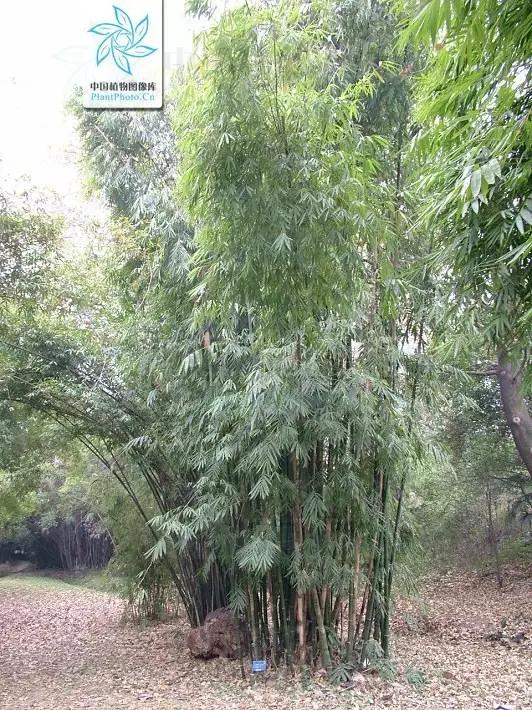 竹子大全100种及名称,竹子一共有多少种品种