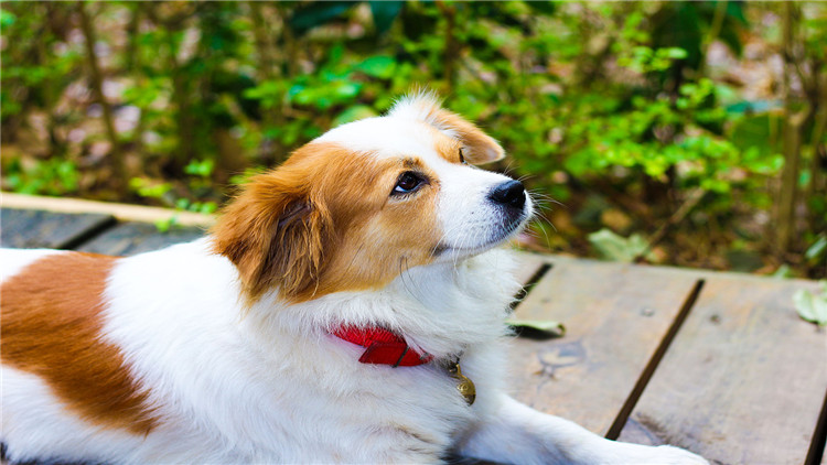 发情期母犬五个养护小常识