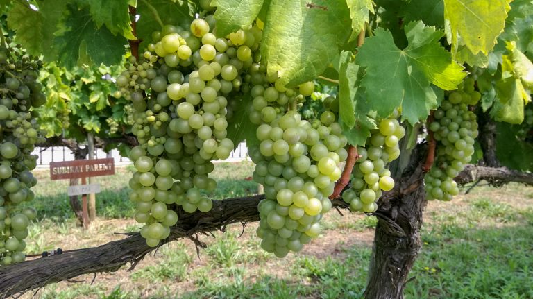 西班牙葡萄酒系列,西班牙葡萄酒大全